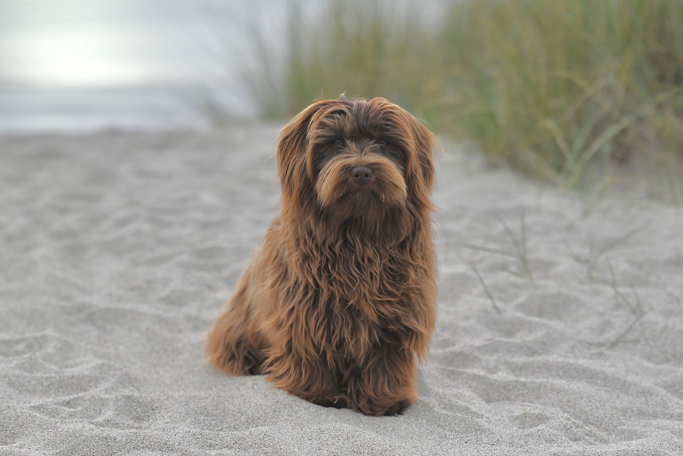 A Havanese dog with a long silky coat relaxing outdoors on a beach
