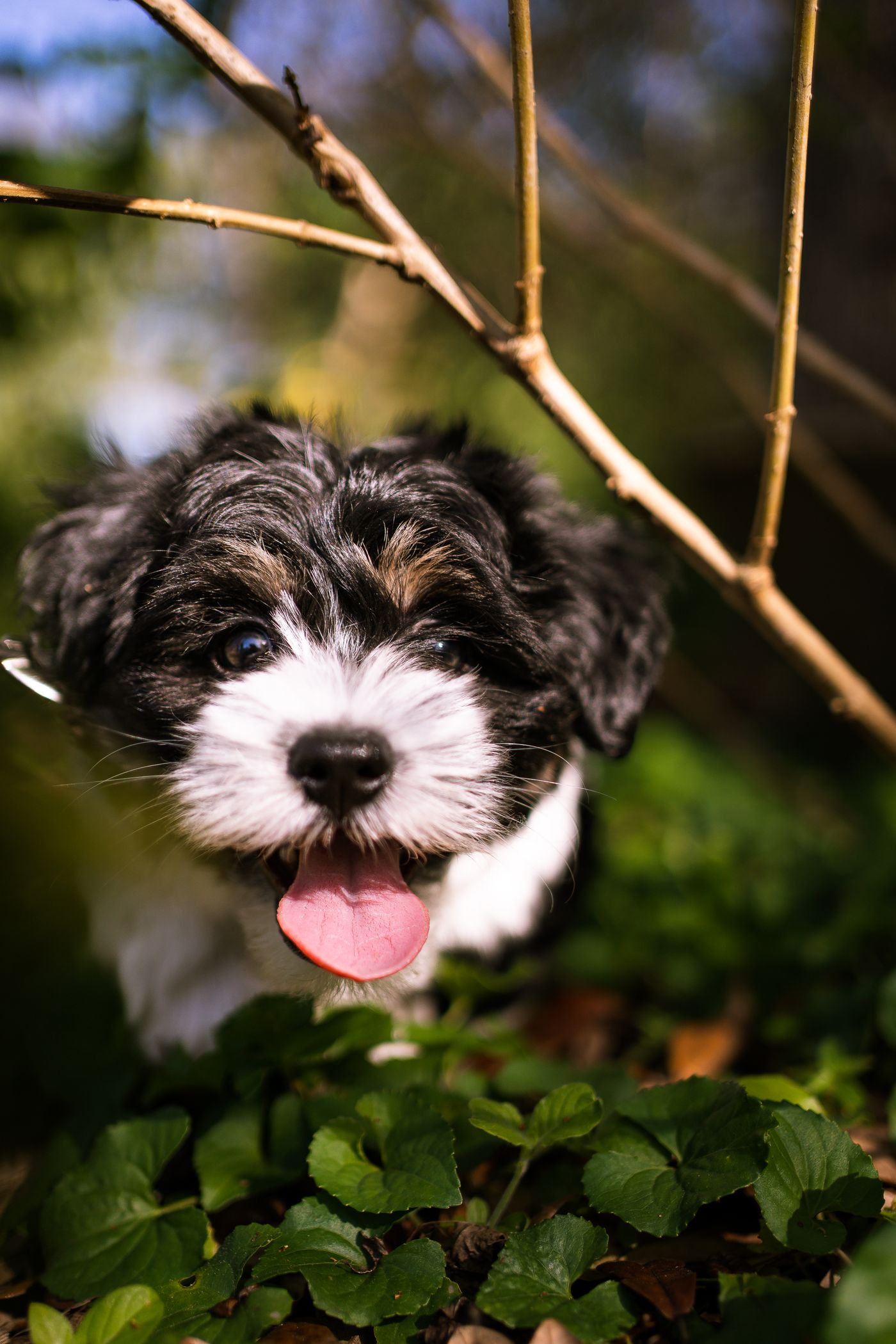 Havanese puppy playing and exploring outdoors