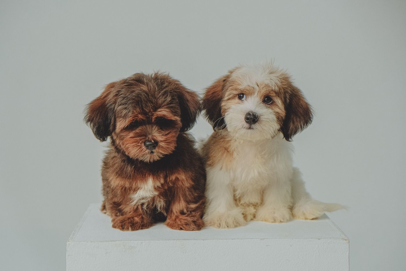 Two Havanese puppies resting comfortably together