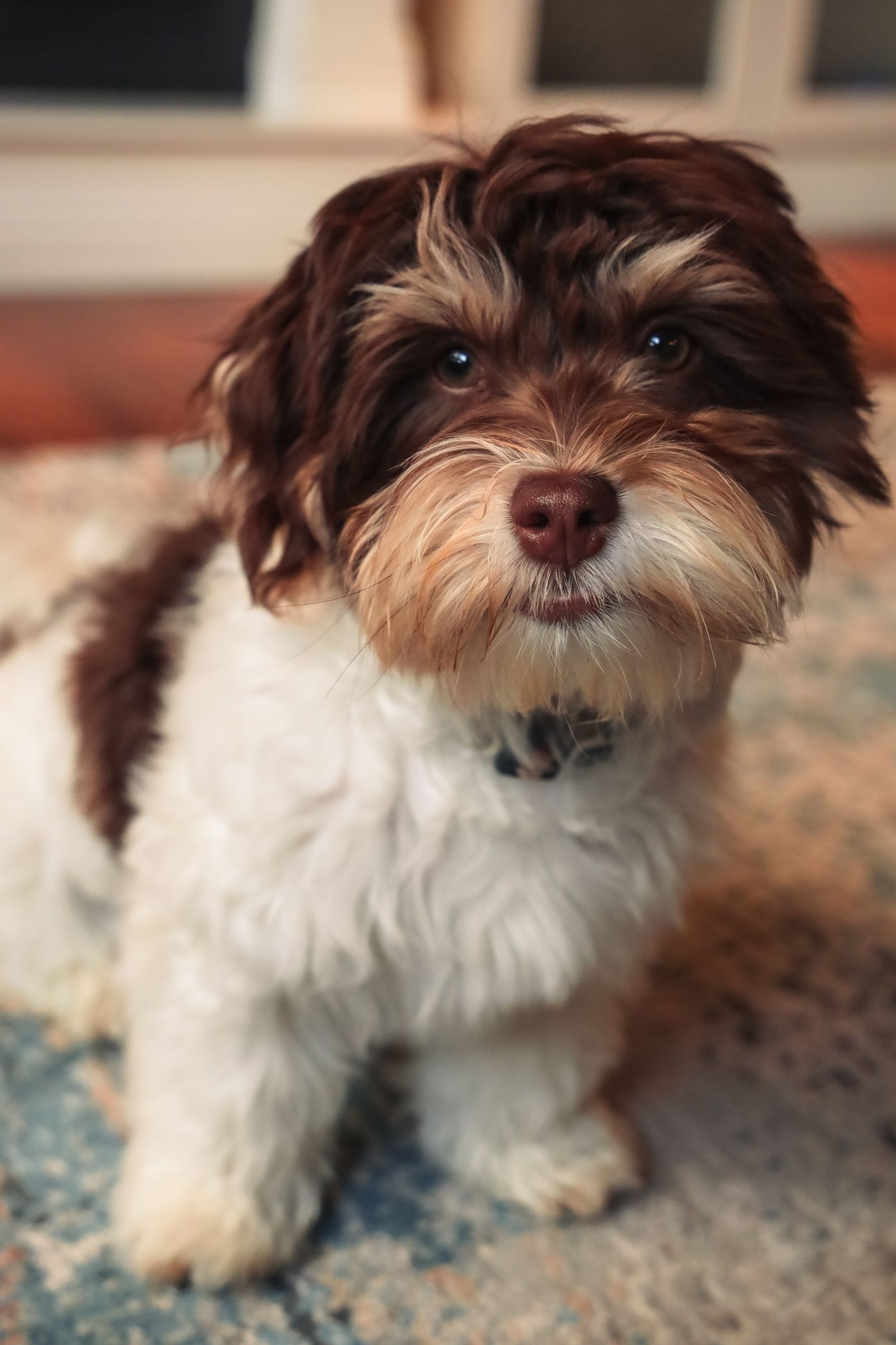 A chocolate and white Havanese puppy's face, close up in soft light