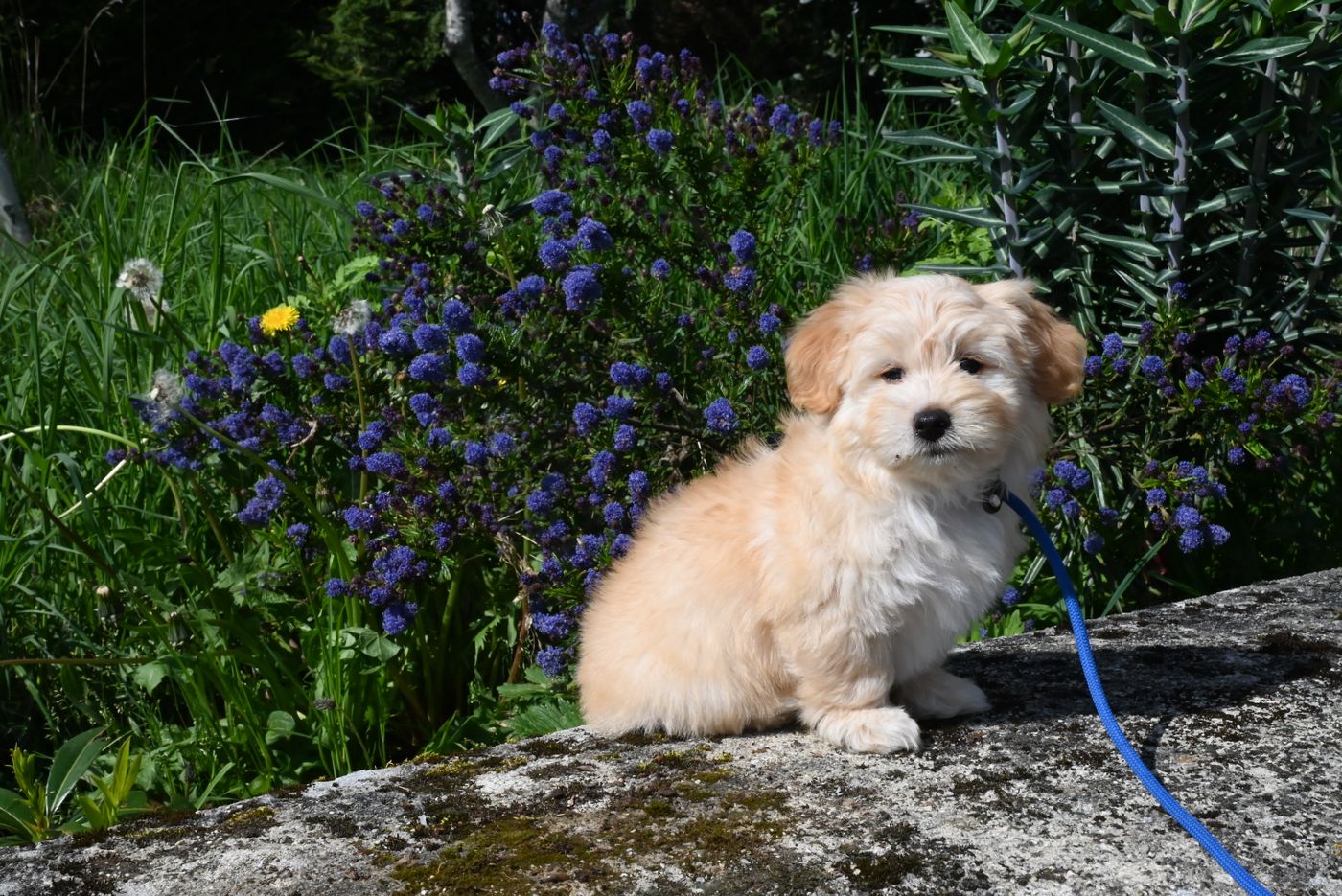 Alert, healthy Havanese puppy outdoors