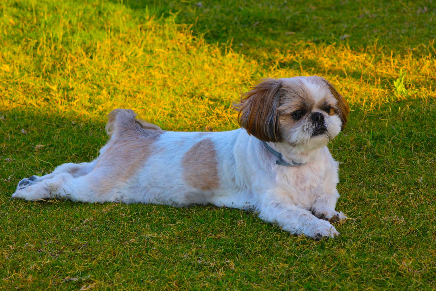 A tan and white Shih Tzu dog lying on grass in golden afternoon light