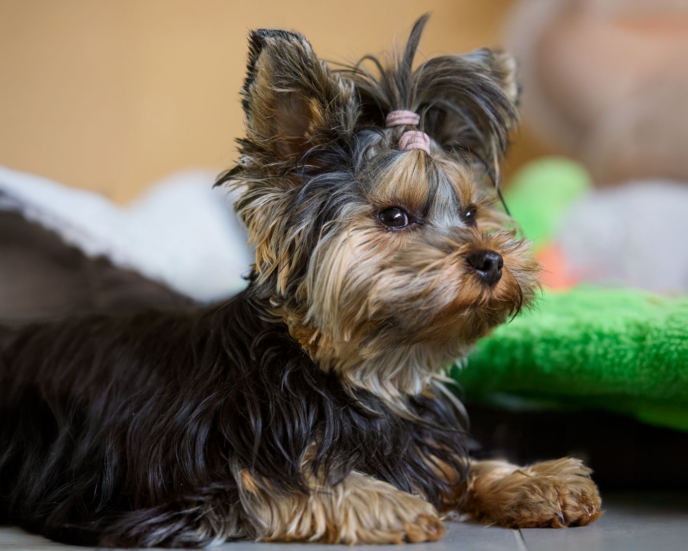 Close portrait of a Yorkshire Terrier showing its fine, silky single-layer coat