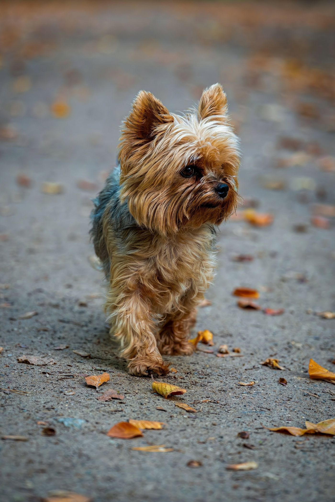 A Yorkshire Terrier walking outdoors on a paved path